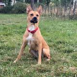 Photo de chien perdu à Diemoz