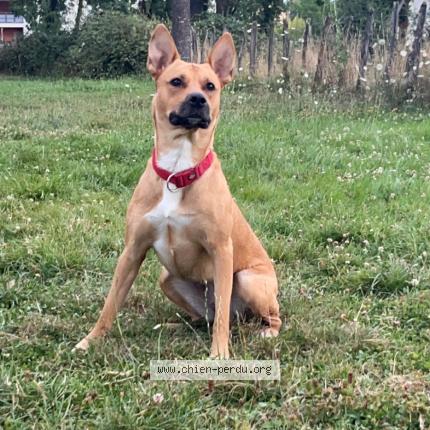 Photo de chien perdu à Diemoz