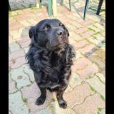 Photo de chien perdu à Escaudoeuvres