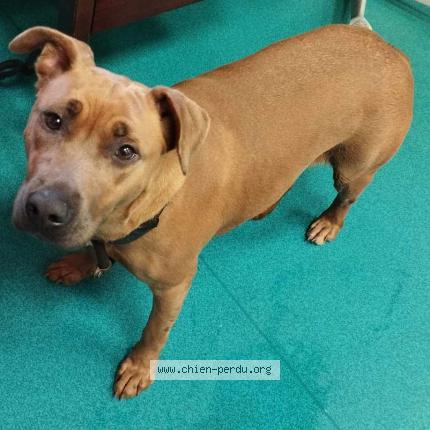 Photo de chien trouvé à Elbeuf