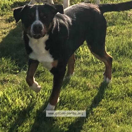 Photo de chien perdu à Le Faou