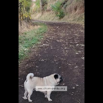 Photo de chien perdu à Le Puy En Velay