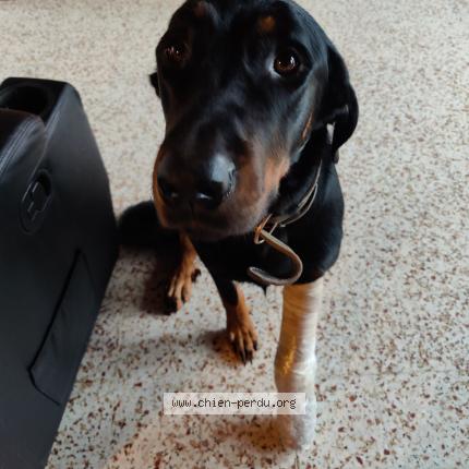 Photo de chien perdu à Onlay