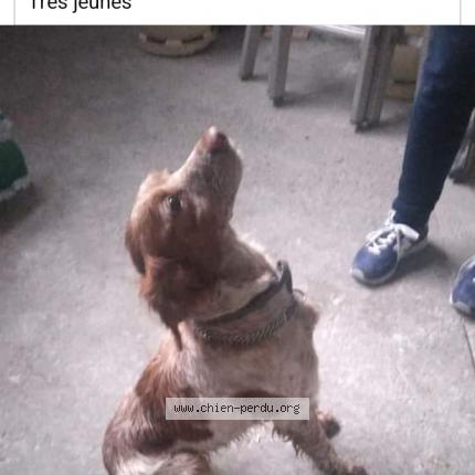 Photo de chien trouvé à Senonches