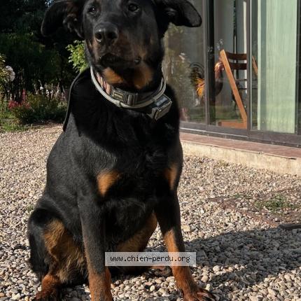 Photo de chien perdu à Chateaurenard