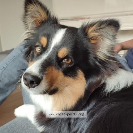 Photo de chien perdu à Plesse