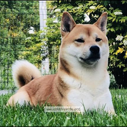Photo de chien perdu à Alby Sur Cheran