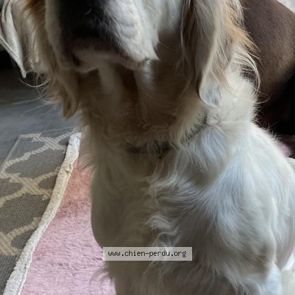 Photo de chien perdu à Cauchy A La Tour