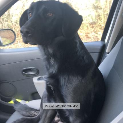 Photo 2/2 Chien retrouvé Perdu à Sille le philippe