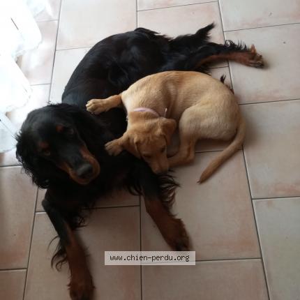 Photo 1/1 Chien retrouvé Perdu à Yzeures Sur Creuse