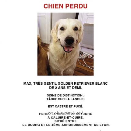 Photo de chien perdu à Caluire Et Cuire