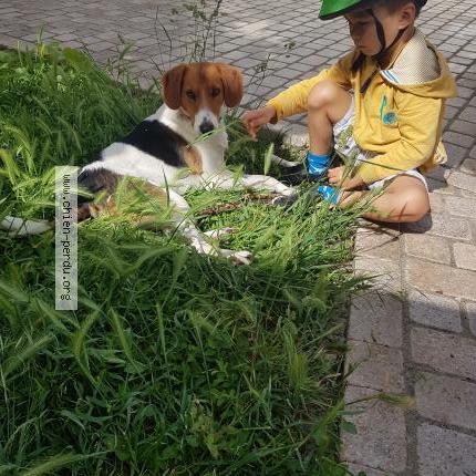 Photo 1/1 Chien retrouvé Perdu à Aytre