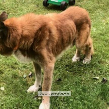 Photo de chien perdu à Neufchatel Hardelot