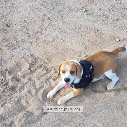 Photo de chien perdu à Castelnau D Aude