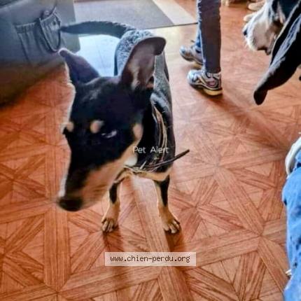 Photo 1/1 Chien retrouvé Perdu à Saint Savournin