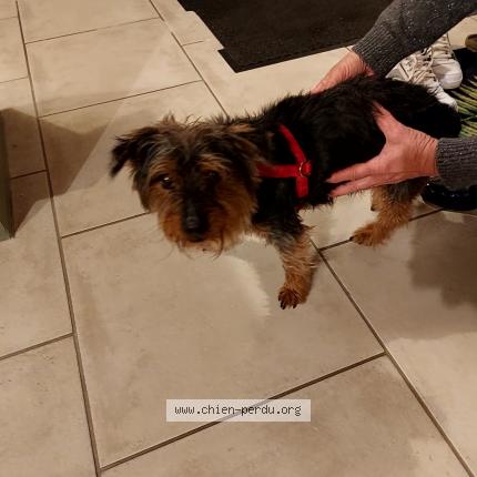 Photo de chien trouvé à Le Poinconnet