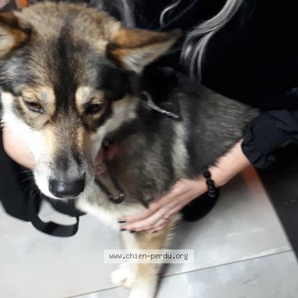 Photo de chien trouvé à Fallerans