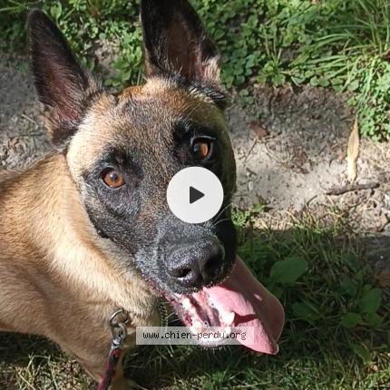 Photo 1/1 Chien retrouvé Perdu à Sainte Aulde
