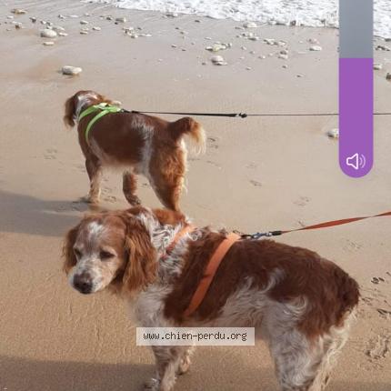 Photo 1/1 Chien retrouvé Perdu à Brunelles