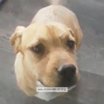 Photo de chien perdu à Blauvac