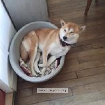 Photo de chien perdu à Toulouse