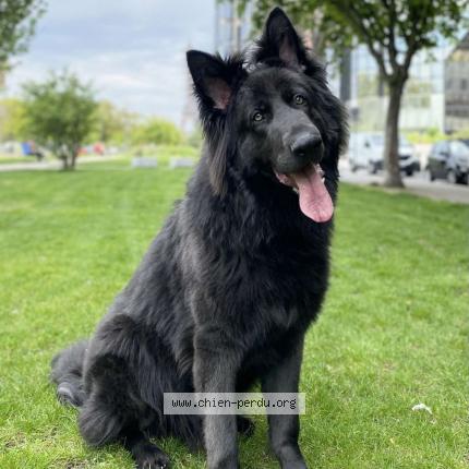 Photo de chien perdu à Athis Mons