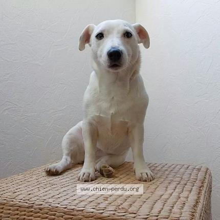 Photo de chien perdu à Pusey