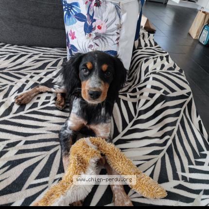 Photo de chien perdu à Porte De Benauge