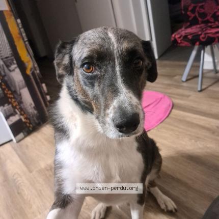 Photo 1/1 Chien retrouvé Perdu à Malause