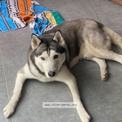 Photo de chien perdu à Sadirac