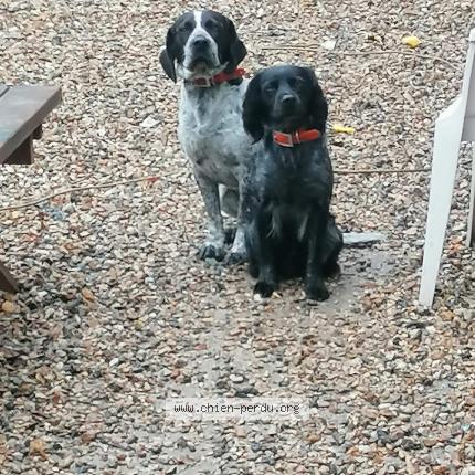 Photo de chien perdu à Blerancourt