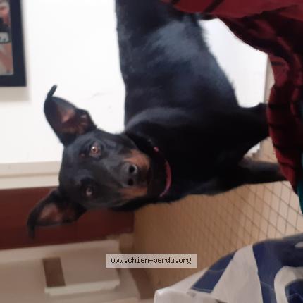 Photo de chien perdu à Vannes