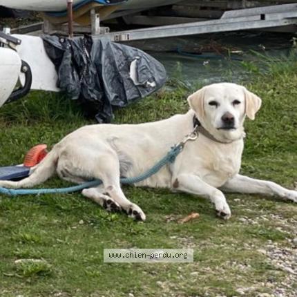 Photo de chien perdu à Meyzieu