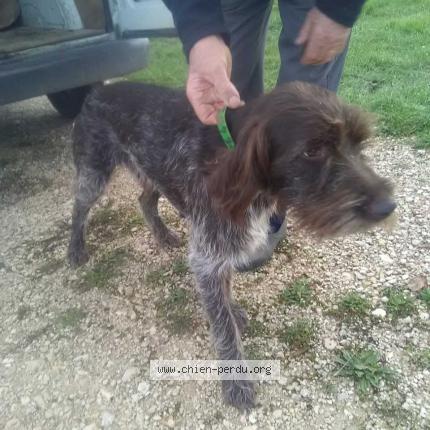 Photo 1/1 Chien retrouvé Trouvé à Trelissac