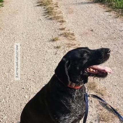 Photo 1/1 Chien retrouvé Perdu à Culey