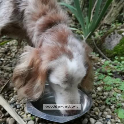 Photo 1/1 Chien retrouvé Trouvé à Cessenon Sur Orb