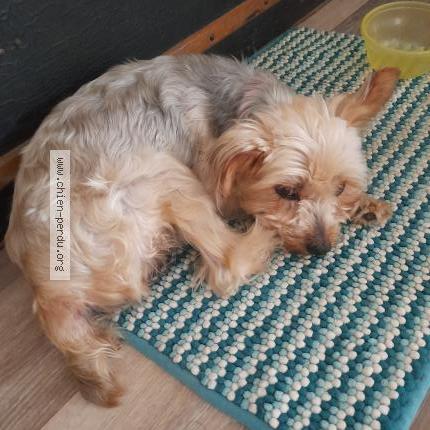 Photo de chien perdu à Toulon