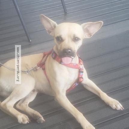 Photo 1/1 Chien retrouvé Perdu à Rennes