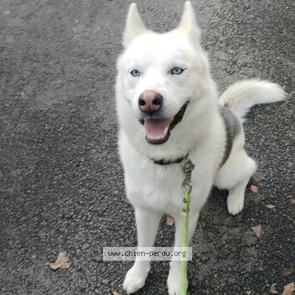 Photo de chien perdu à Val D Ize