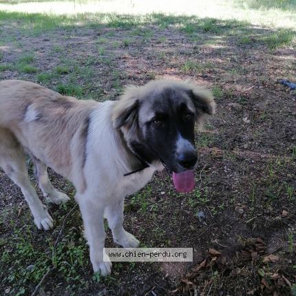 Photo de chien perdu à Salindres