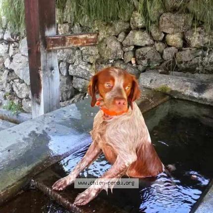 Photo 1/5 Rip Chien perdu à La rochette