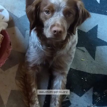 Photo 5/5 Rip Chien perdu à La rochette