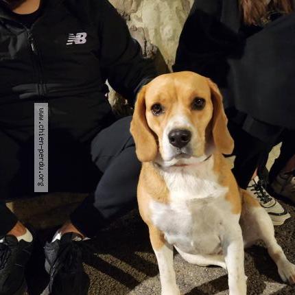 Photo 1/1 Chien retrouvé Trouvé à Remoulins