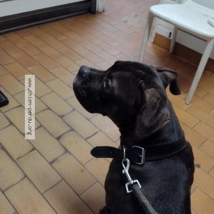 Photo 1/1 Chien retrouvé Trouvé à Choisy Le Roi