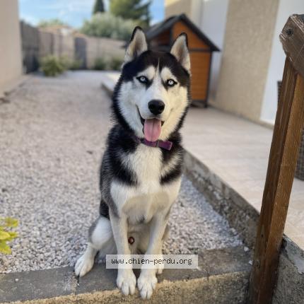 Photo de chien perdu à Puissalicon
