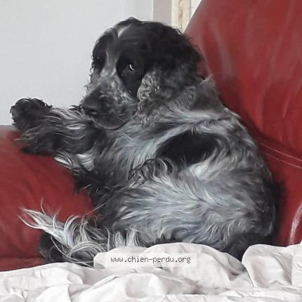 Photo de chien perdu à Limons