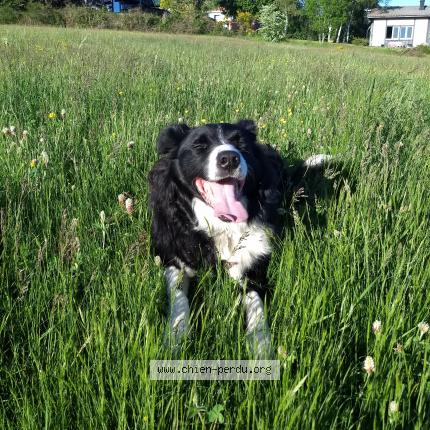Photo 1/1 Chien retrouvé Perdu à Saint Genes Champanelle