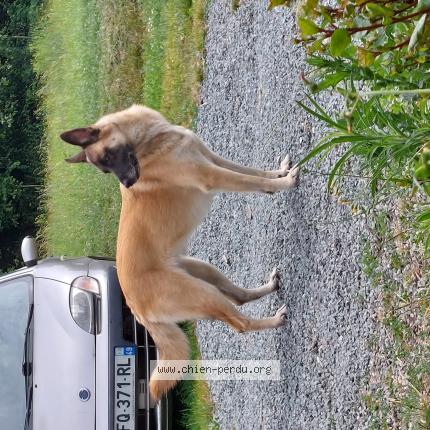 Photo de chien perdu à Fresnay En Retz