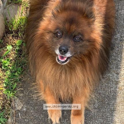 Photo de chien perdu à Gravigny