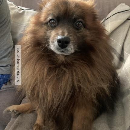 Photo 2/2 Chien retrouvé Perdu à Gravigny